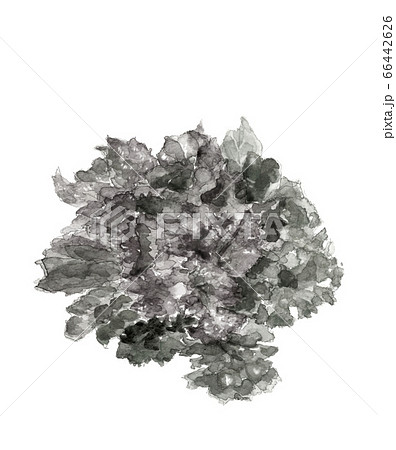 サニーレタス 葉物野菜モノトーン【水墨画風 水彩 】  66442626