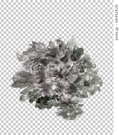 萵苣葉菜類蔬菜單調[水墨畫水彩] 66442626