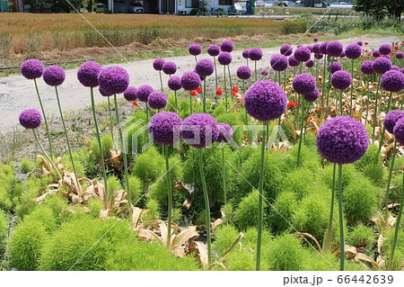 ネギ坊主 66442639