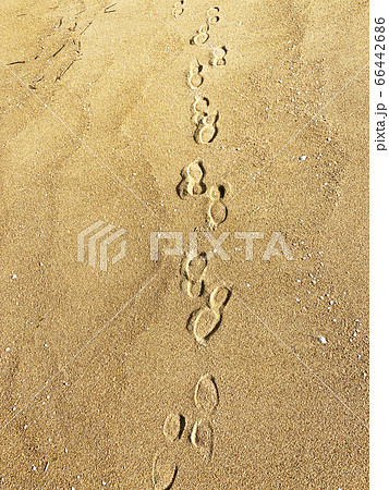 砂浜の足跡 ビーチを散歩 の写真素材
