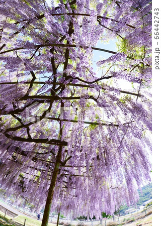 藤の花のパラソル 66442743