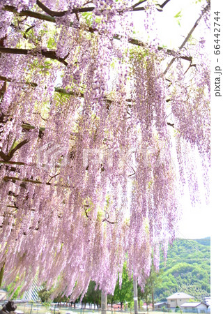 花房の長いかばんの藤 66442744
