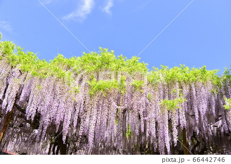 青空をバックに咲くかばんの藤 青空をバックに咲くかばんの藤 66442746