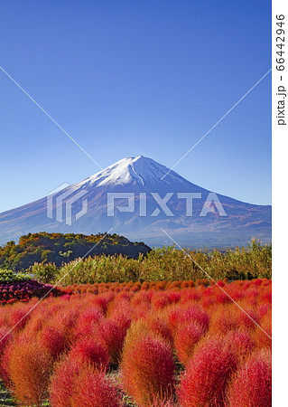 富士山とコキア 山梨県富士河口湖町の大石公園 河口湖畔 にての写真素材