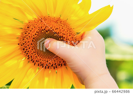 Hand of child holding sunflower. 66442986