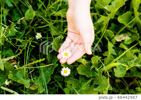 White daisy on palm of child. White daisy on palm of child. 66442987