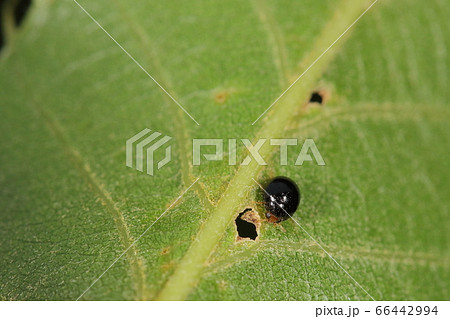 生き物 昆虫 クロツヤテントウ 一ミリ半ほどの黒い粒 よく見ると赤い顔と黄色い脚が付いていますの写真素材