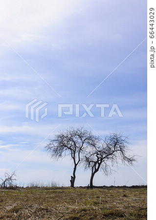 Vertical nature landscape with couple of trees on meadow 66443029