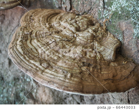 切り株に生えたサルノコシカケ	 66443033