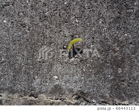 コンクリートの上で餌のイモムシを運ぶ二匹のアリ コンクリートの上で餌のイモムシを運ぶ二匹のアリ 66443113