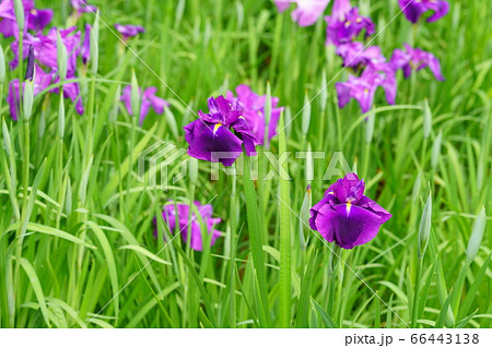 花菖蒲 花菖蒲 66443138