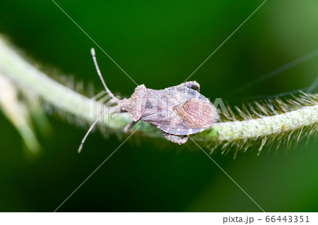 ホオズキカメムシ ホオズキカメムシ 66443351