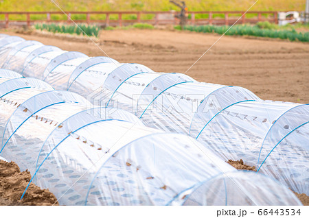 畑に作ったビニールトンネルで野菜栽培の写真素材 畑に作ったビニールトンネルで野菜栽培の写真素材