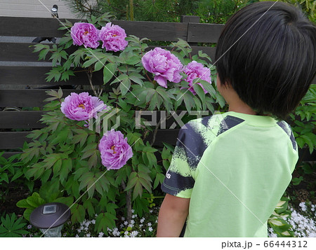 庭の花を眺める子ども(後ろ姿) 66444312