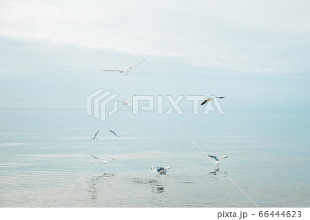 Seagull birds at the coast of Baltic sea in Poland 66444623
