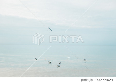 Seagull birds at the coast of Baltic sea in Poland Seagull birds at the coast of Baltic sea in Poland 66444624