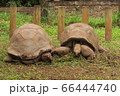 インド洋モーリシャス のアルダブラゾウガメ 66444740