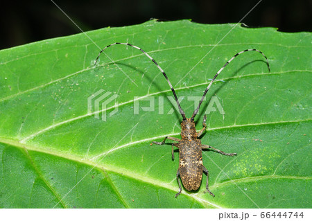 ヒメヒゲナガカミキリ ヒメヒゲナガカミキリ 66444744