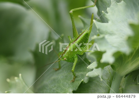 キリギリスの幼虫の写真素材