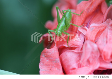 キリギリスの幼虫 66444880