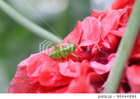 キリギリスの幼虫 キリギリスの幼虫 66444884