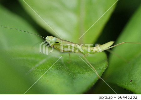 ハラビロカマキリ幼虫 ハラビロカマキリ幼虫 66445202