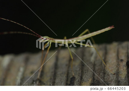 エダナナフシ幼虫 66445203