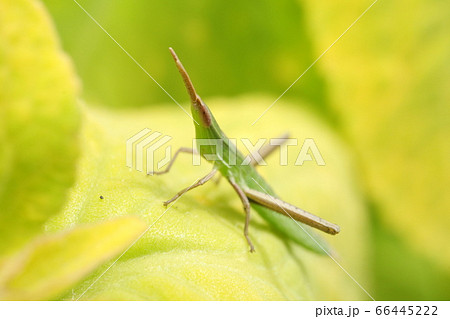 ショウリョウバッタ幼虫の写真素材