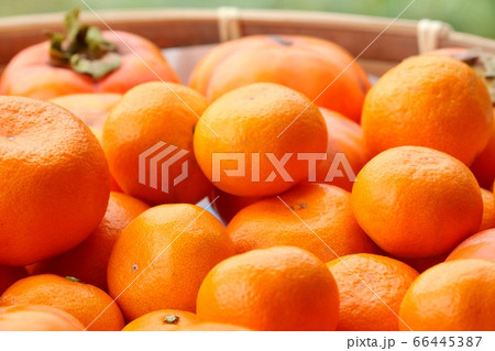 柿とみかん 収穫 いっぱい 柿とみかん 収穫 いっぱい 66445387