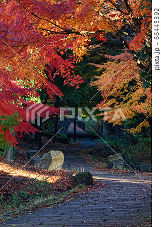 港北ニュータウンの紅葉 66445392