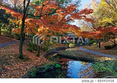 港北ニュータウンの紅葉 港北ニュータウンの紅葉 66445438