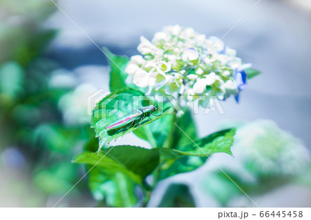 ヤマトタマムシと紫陽花 絶滅危惧種 甲虫 ヤマトタマムシと紫陽花 絶滅危惧種 甲虫 66445458