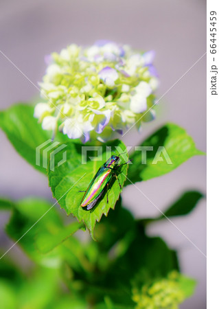 ヤマトタマムシと紫陽花　絶滅危惧種　甲虫 66445459