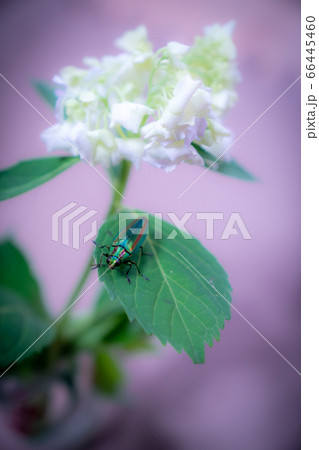 ヤマトタマムシと紫陽花 絶滅危惧種 甲虫の写真素材