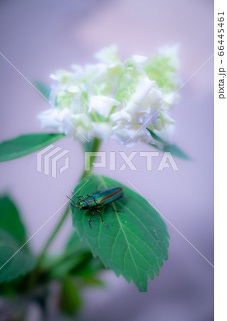 ヤマトタマムシと紫陽花 絶滅危惧種 甲虫 ヤマトタマムシと紫陽花 絶滅危惧種 甲虫 66445461