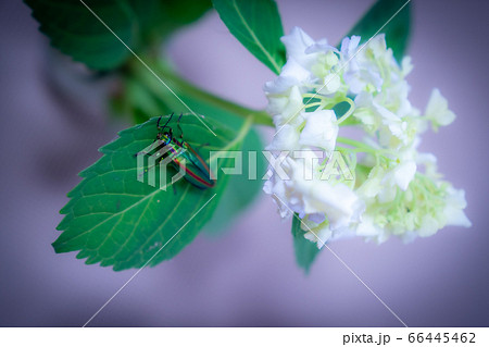 ヤマトタマムシと紫陽花 絶滅危惧種 甲虫 ヤマトタマムシと紫陽花 絶滅危惧種 甲虫 66445462