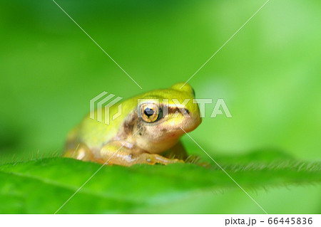 ニホンアマガエルの幼体 ニホンアマガエルの幼体 66445836