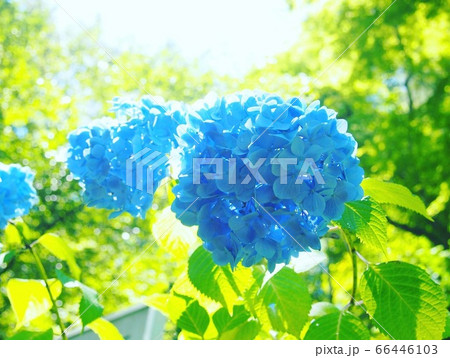 紫陽花 66446103