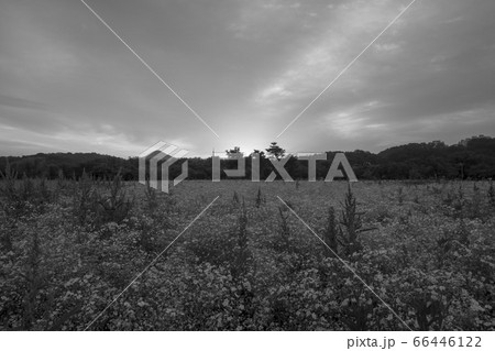 自然 風景 韓国 66446122
