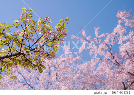 東京都・稲城市のシダレザクラ 66446851