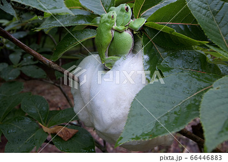 モリアオガエルの産卵 66446883