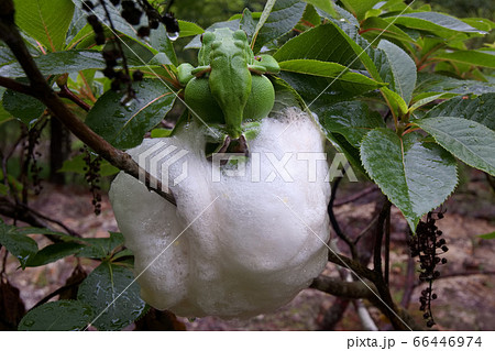 モリアオガエルの産卵 モリアオガエルの産卵 66446974