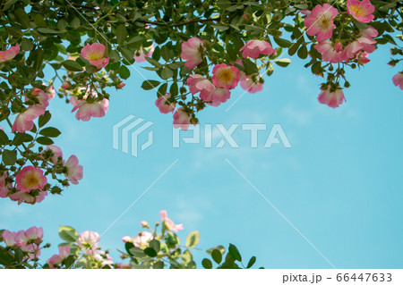 青空の下の弦バラ　フレーム状の配置でコピースペースあり 66447633