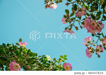 青空の下の弦バラ　フレーム状の配置でコピースペースあり 66447634