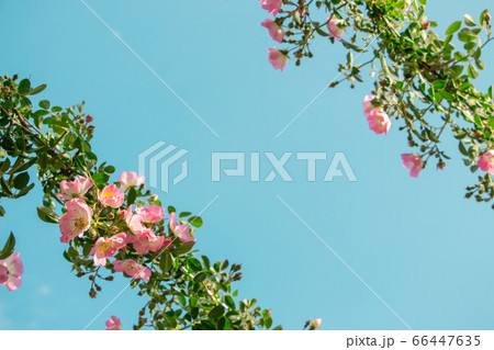 青空の下の弦バラ　フレーム状の配置でコピースペースあり 66447635