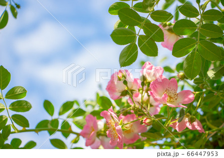 青空とつるバラ　美しいバラ園のピンク色のつるバラ 66447953