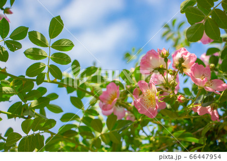 青空とつるバラ　美しいバラ園のピンク色のつるバラ 66447954