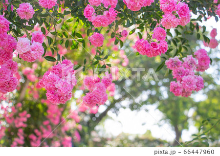 青空とつるバラ　美しいバラ園のピンク色のつるバラ 66447960