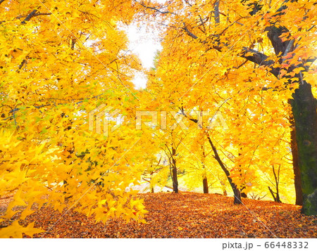 タイワンフウ 66448332