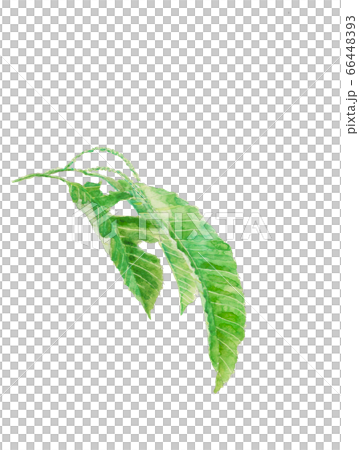 Chestnut flower Chestnut tree [Watercolor] 66448393